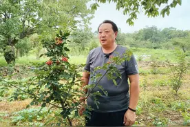 兰陵县鸿雁人才说技术｜无刺花椒栽培管理技术图片