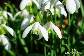 提醒丨云南人的春天“食花季”已到，要注意分辨这些花，吃错了可就麻烦了图片