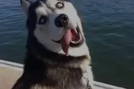 狗狗中的拆家能手，哈奇士狗狗，到底该怎么喂养呢？图片