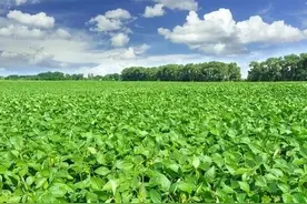 盘点那些对后茬作物有严重“药害”的除草剂，你知道几种图片