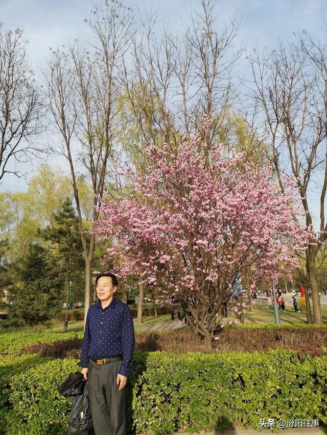 汾阳往事｜殷维明：杏花村游记——汾酒工业园林赏杏花