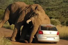 发情期的大象有多可怕？阿尔法雄象都要暂避锋芒？图片