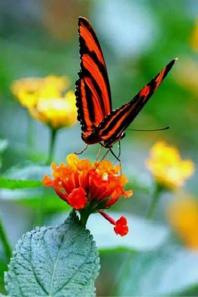 漂亮的花蝴蝶美图88幅.