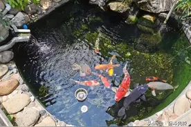 锦鲤鱼池规划与设计图片
