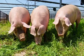 养猪丨200斤大猪，发病12天死亡8头，药物治疗无效，啥问题？图片