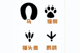 趣味科普：动物脚印知多少图片