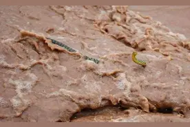 自贡荣县“水打南门坝”事件——两蛟龙渡劫引发洪水暴涨？图片