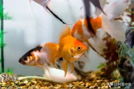 刚买的金鱼放鱼缸几天就死了，是被撑死的吗？图片