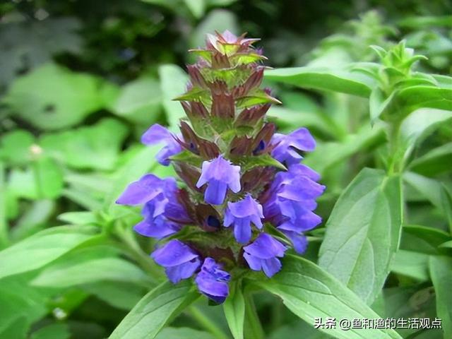 踏春必备“百草图”之三，身边那些有价值的野草，你能认识几种？