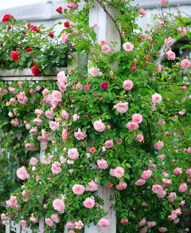 选这8种爬藤植物做花墙,小院立马换新颜,堪比花海