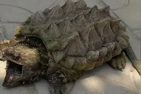 咬合455公斤！重庆惊现巨型大鳄龟，无天敌、咬人比大白鲨还凶猛图片