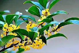 四季桂及其名贵品种介绍图片