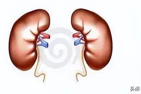 一个补肾回春的方法，帮你补肾强身，恢复阳刚，重振男儿姿态图片