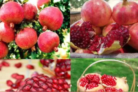 农大果园管家 2023年优质苗木品种简介图片