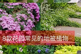 强烈推荐8款花园常见的地被植物图片