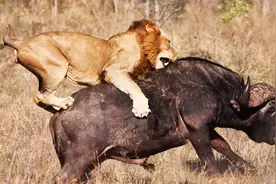 史上最大的猫科动物，美洲拟狮体长接近4米超800斤，能杀猛犸象图片