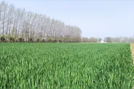 局部小麦蚜虫爆发，农民该怎样防治？农技专家给出解决方案图片