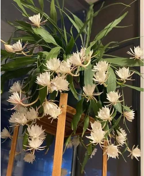 老人说，八种花“不吉利”，家里不能养，虽然很漂亮，还是要扔掉