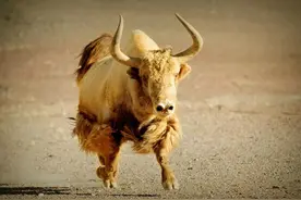 野生“牦牛”现身青藏高原，体重超1000斤，号称“高山方舟”图片