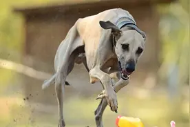 盘点跑得“最快”的10种狗，灰狗第一，你家狗上榜了吗？图片