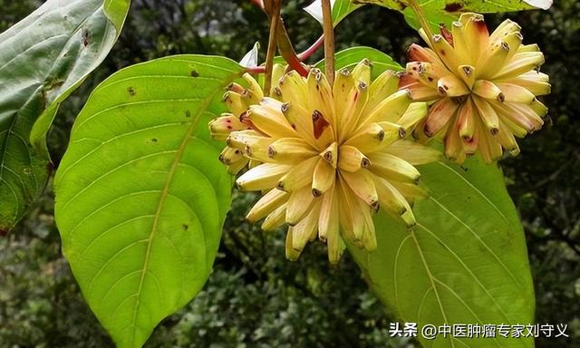 每日一味抗癌中药——喜树,清热解毒,消肿散结,配伍应用疗效佳