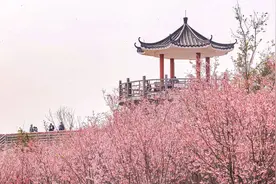 看樱花不必远行 深圳樱花绚丽绽放图片