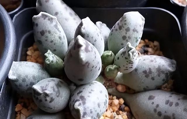 270种常见多肉图谱，一分钟认全！