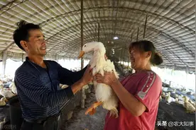 6年前公司加农户养鸭，让不少农民赚得盆满钵满，如今怎样了图片