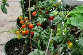 阳台种菜，用这3个“绝招”，不花一分钱，种出小菜园，收获不断图片