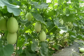 春季大棚甜瓜种植一定要注意这几点！种出高品质甜瓜很容易！图片