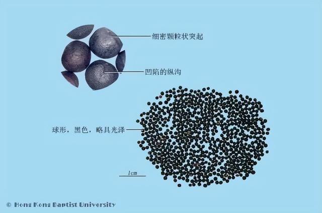 麦田里常见的野草，却是通乳圣药
