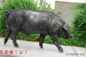 苏姜猪夏季管理和夜间补饲，中国猪种，生长快、繁殖强、瘦肉多图片
