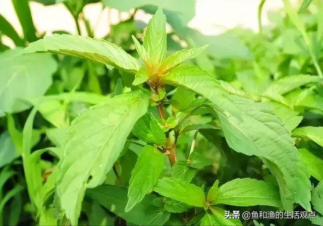 踏春必备“百草图”之三，身边那些有价值的野草，你能认识几种？