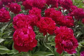 沾土就活的芍药花，种植注意这5点，开花一年比一年多图片