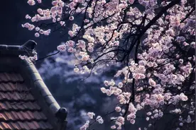 散文：下雨天，喝闲酒图片