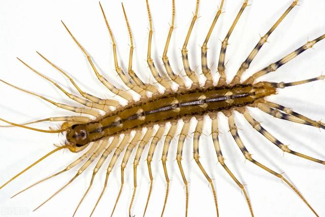 昆虫记:蜈蚣是五毒之一,属于多足虫,但不是所有多足虫都是蜈蚣