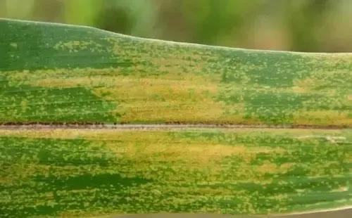 注意！今年玉米褐斑病发生较为严重，该怎样防治？老农教你