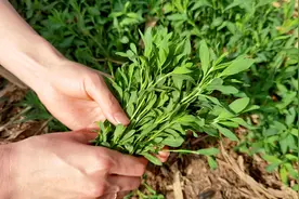 荠菜、蒲公英靠边站，5月抓紧吃扁蓄，鲜嫩营养，可惜很多人当草图片