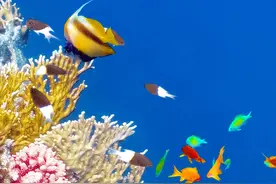 海洋热带鱼手机壁纸图片