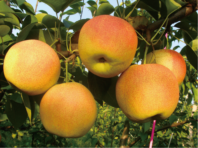 香冒泡儿了的“吉线”331，吃了第一座城就走不动了！