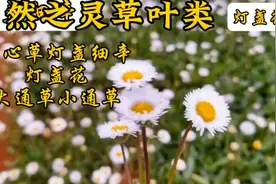 自然之灵草叶类灯心草灯盏细辛灯盏花大通草小通草图片
