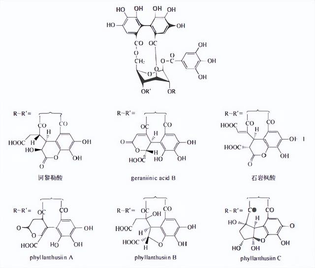 植物功效成分-鞣质