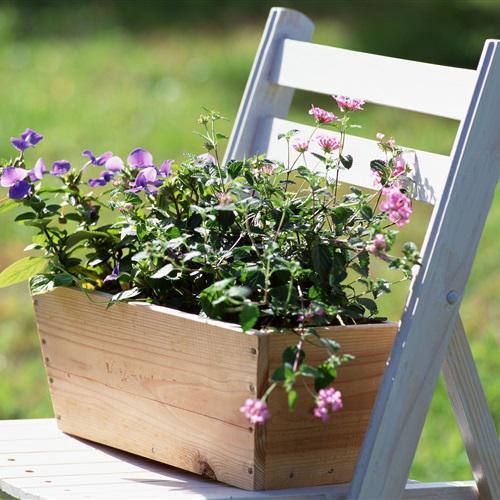 女神植物头像大全(植物头像图片大全 高雅)-措必培