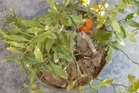 后妈也是妈，这是一个真实的故事图片