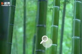 硬核科普：竹子究竟是草还是树？图片