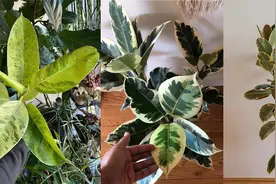 8大迷人的橡皮树品种，好看耐养，水培或土培扦插都能轻松繁殖图片