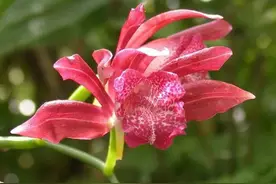 俏美迷人，形象逼真，101朵迷人“飞鸟花”令人目不暇接心旷神怡图片