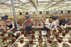 太原：铁皮石斛花开枝头 幸福花助推乡村振兴图片
