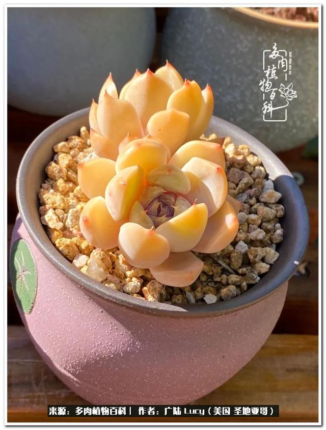 疫情送给我的礼物:肉肉娃和狗狗娃