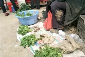“卧着栽西红柿，棵栽茄子，窝栽辣椒”，好处多多？别被骗了图片